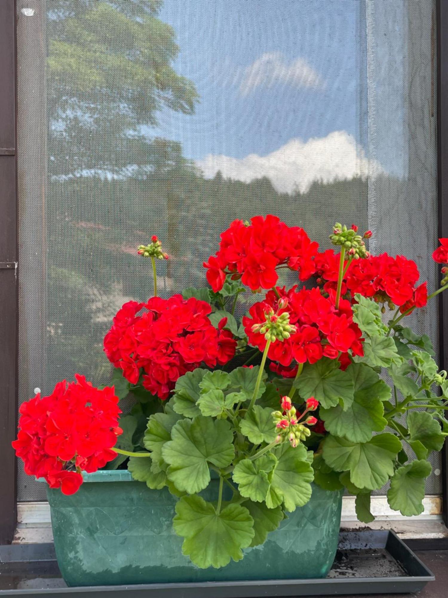 Ferienwohnungen Wrolich Latschach ober dem Faakersee Exterior foto